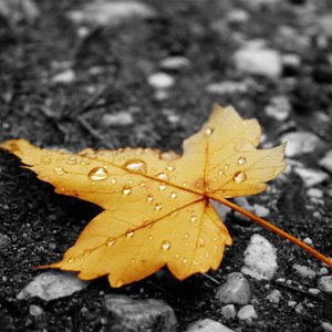 免费国产美女一级八A片
